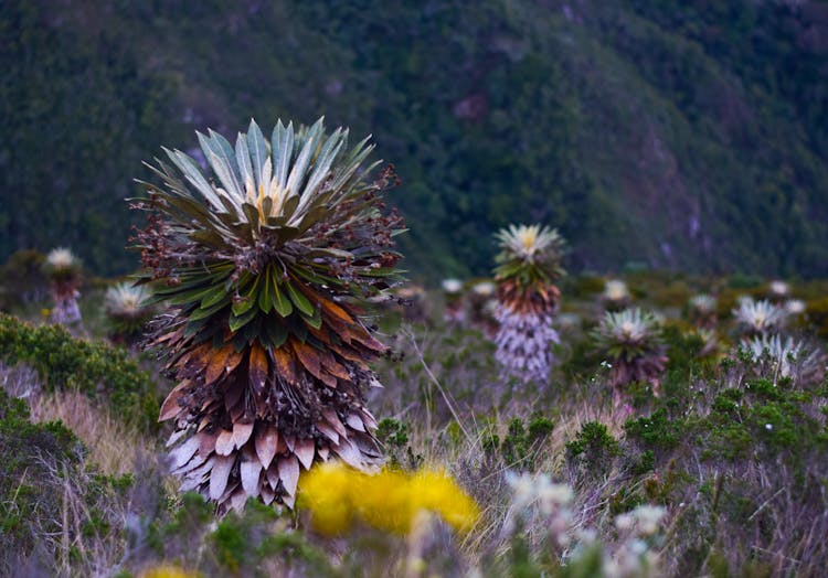 Exotic Plants On Meadow