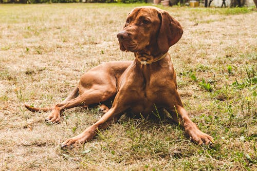 Chien Bronzé Couché Sur Le Champ D'herbe Verte