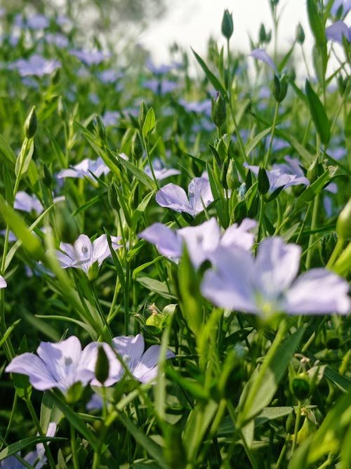 Flax Flowers in Bloom