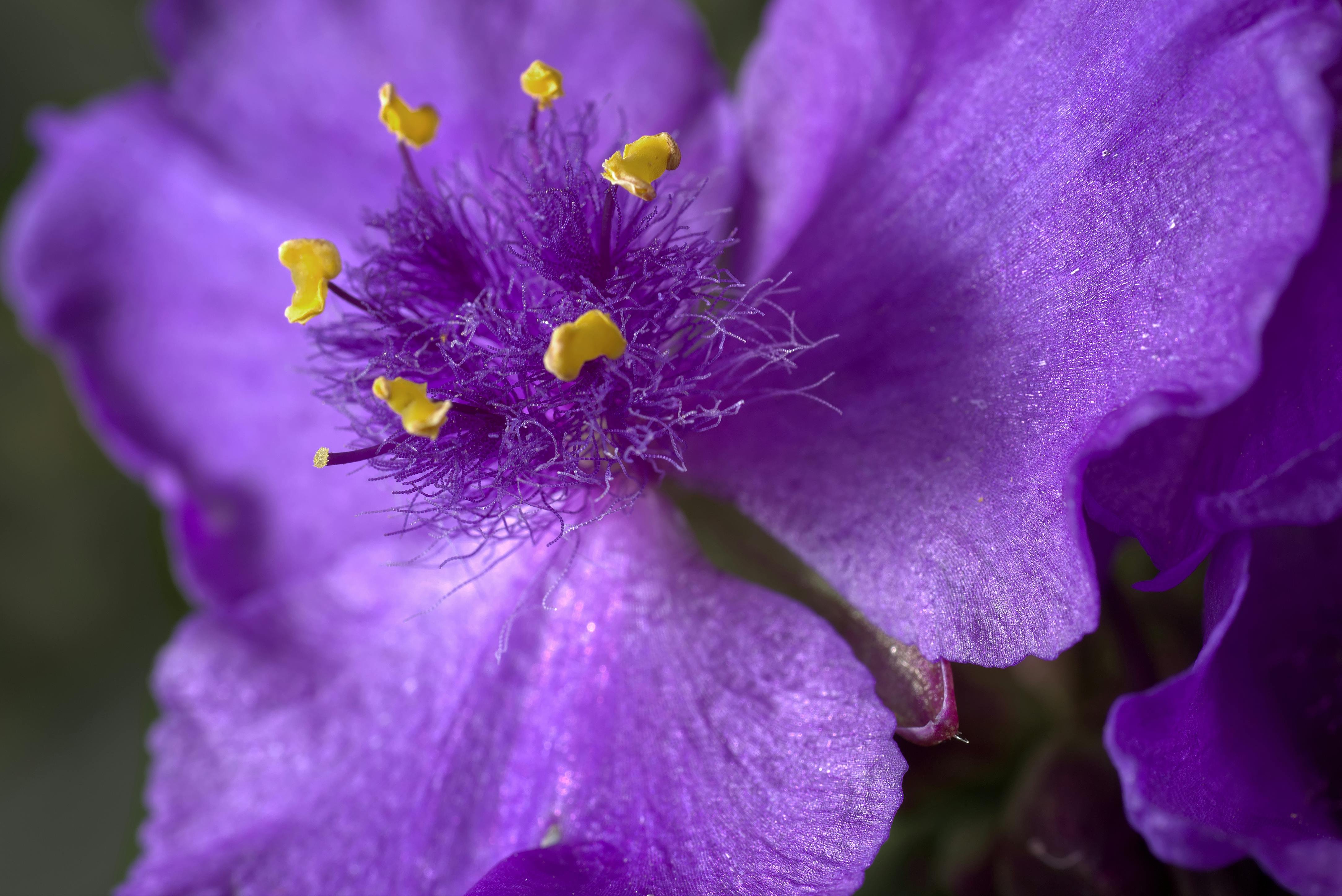 Tradescantia virginiana