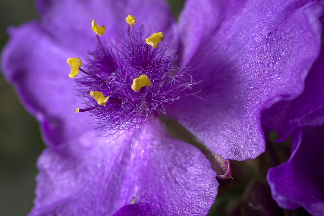 detailed macro shot of a vivid purple virginia spiderwort blossom
