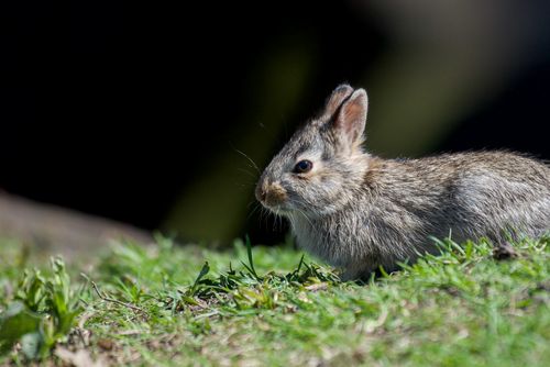 Free Adorable rabbit sitting in lush green grass under sunlight, captured close-up. Stock Photo