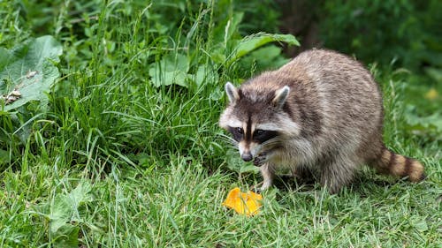 ラクーン, 動物, 動物の写真の無料の写真素材