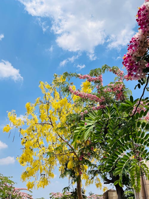 Free stock photo of flower, sky, tree