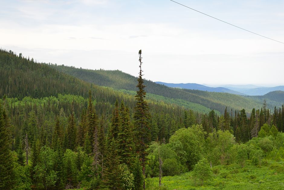 Spruce and pine trees growing on forested mountain hills in BC — native spruce pruning in Surrey BC