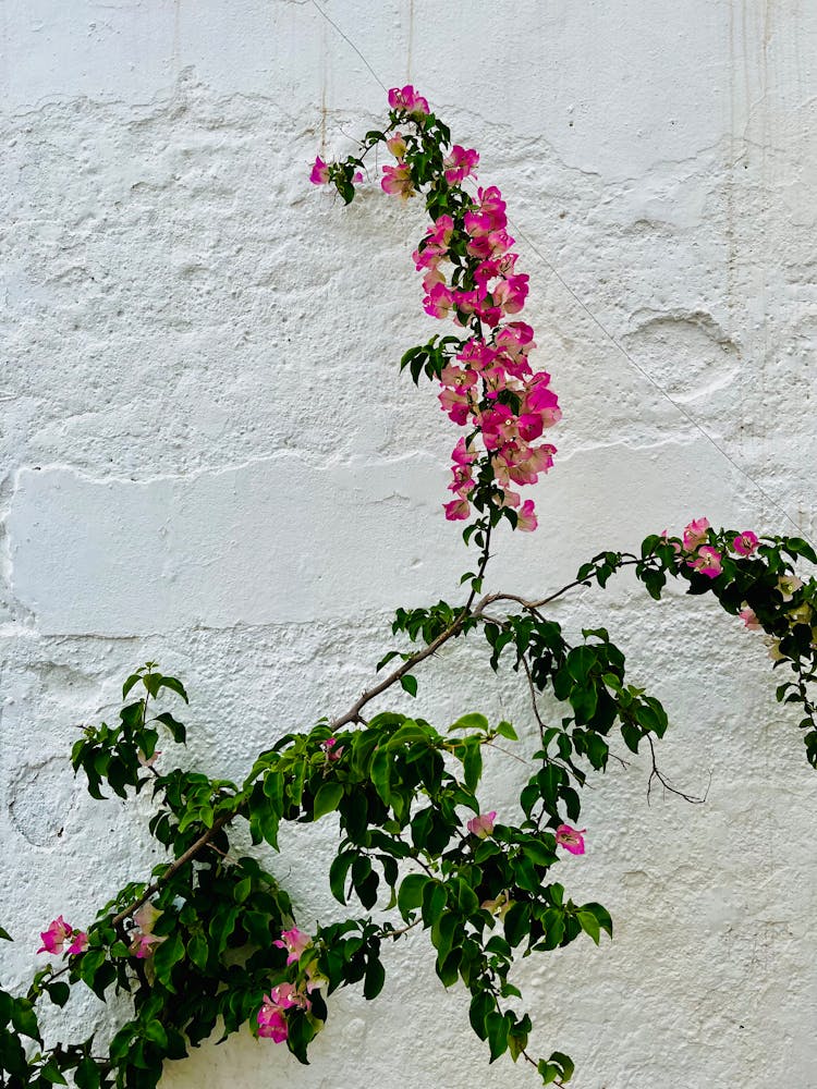 Photo Of A Blossoming Plant With A White Wall In Background