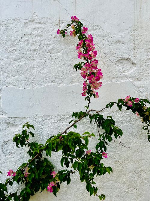 Free A delicate bougainvillea vine with pink blossoms climbs a textured white wall, showcasing natural beauty. Stock Photo