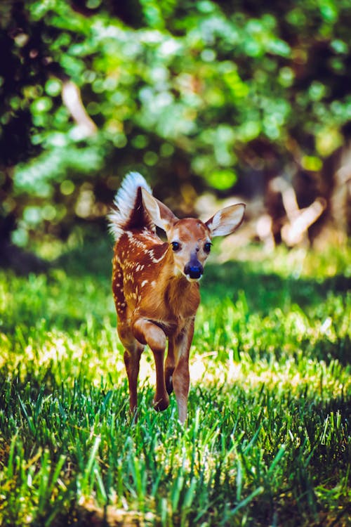 Brown Deer