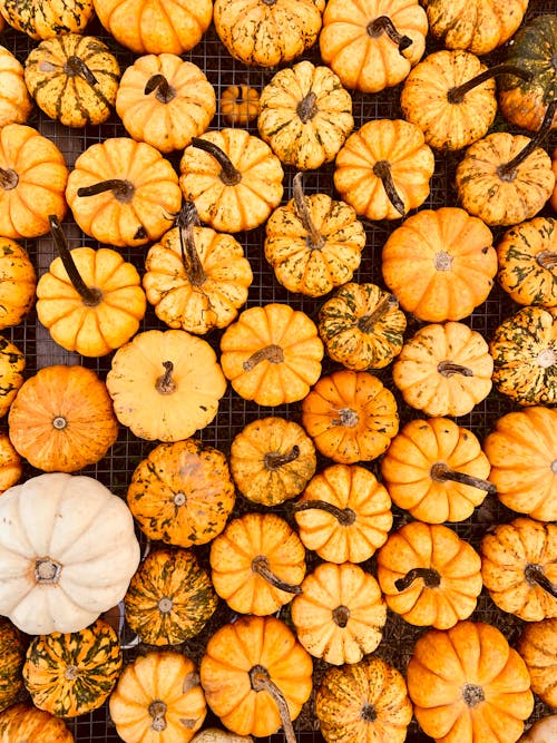 Základová fotografie zdarma na téma dýně, ploché ležení, pohled shora