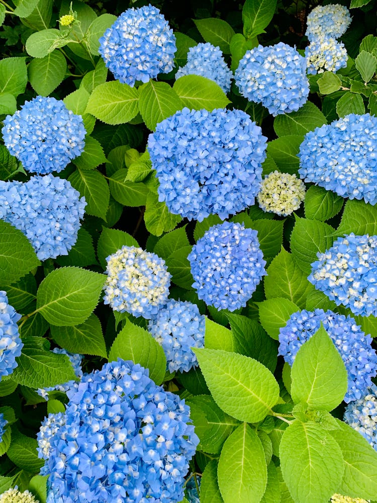 French Hydrangea In Bloom 