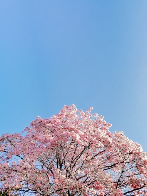 Photos gratuites de arbre rose, ciel bleu, contre-plongée