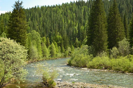 A serene forest river flows amidst lush green trees and natural scenery.