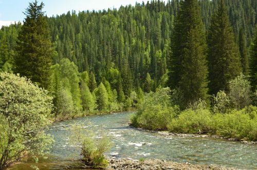 Free A serene forest river flows amidst lush green trees and natural scenery. Stock Photo