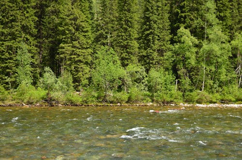 Immagine gratuita di acqua corrente, alberi, fiume