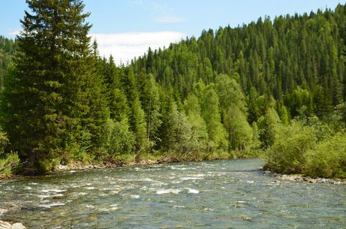 Free A tranquil river winds through a lush green forest, capturing nature's serene beauty. Stock Photo