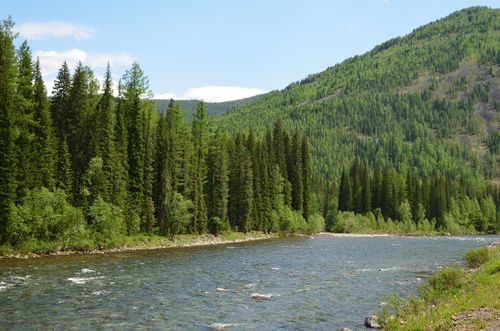 Free Capture of a scenic river flowing through a lush evergreen forest in Siberia, Russia. Stock Photo