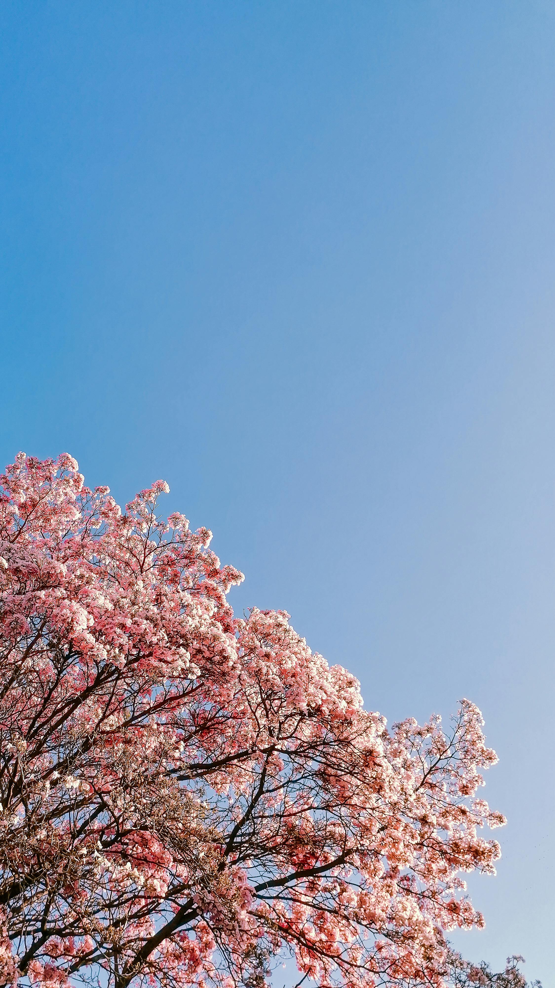 Japanese cherry on sale blossom wallpaper