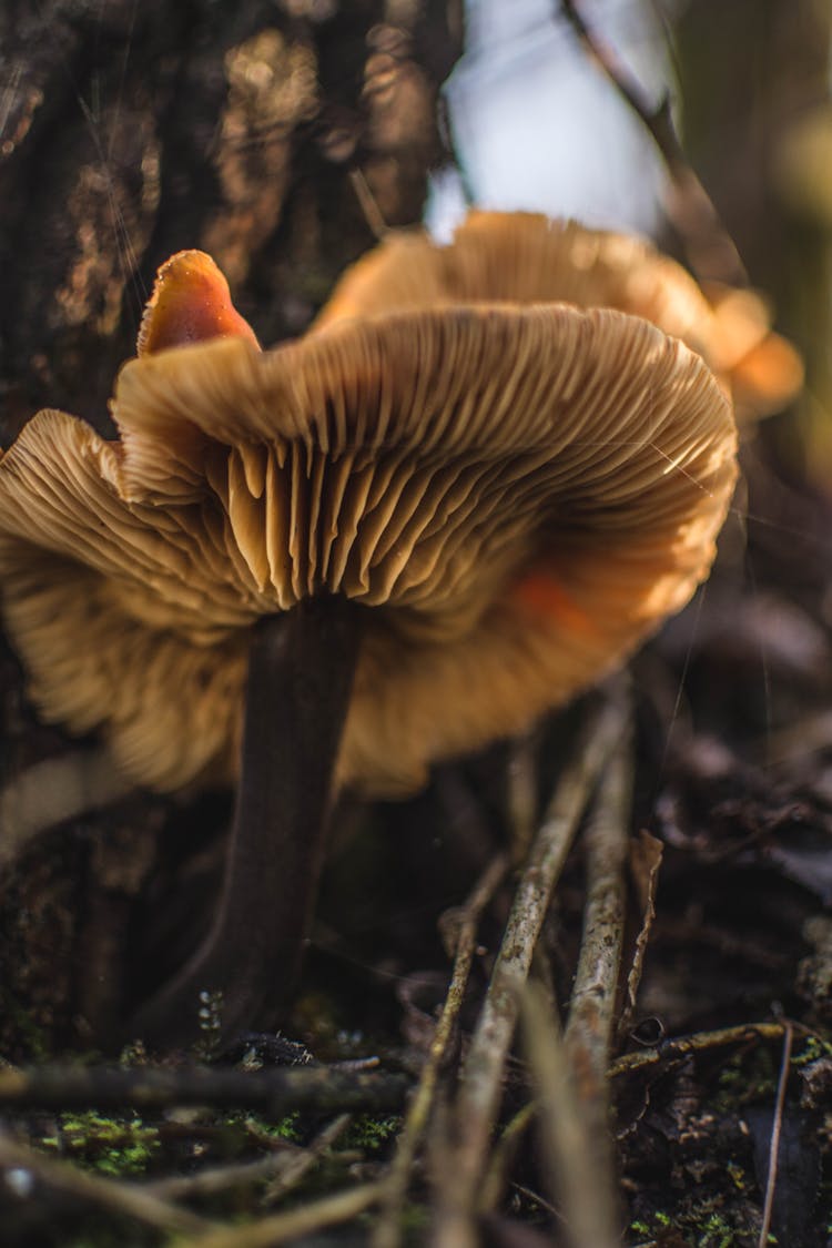 Macro Shot Photography Of Brown Mushroom