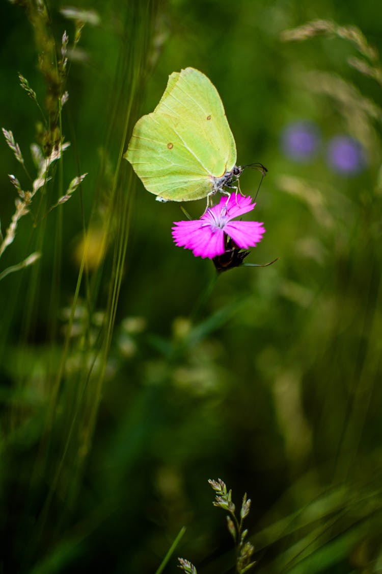 Common Brimstone On Pink Flower