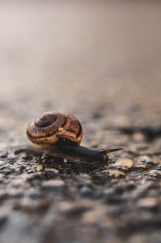 Detailed macro shot of a snail crawling on wet ground in Austria.