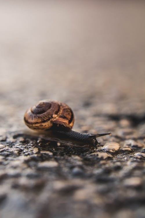 Selective Focus Photography of Brown Snail