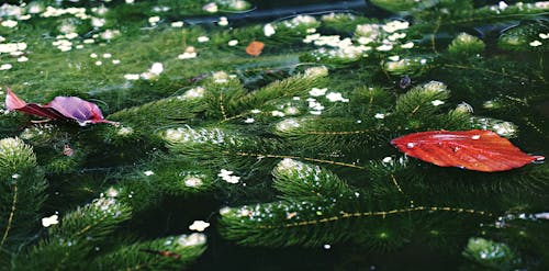 Základová fotografie zdarma na téma barvy, listy, rostliny