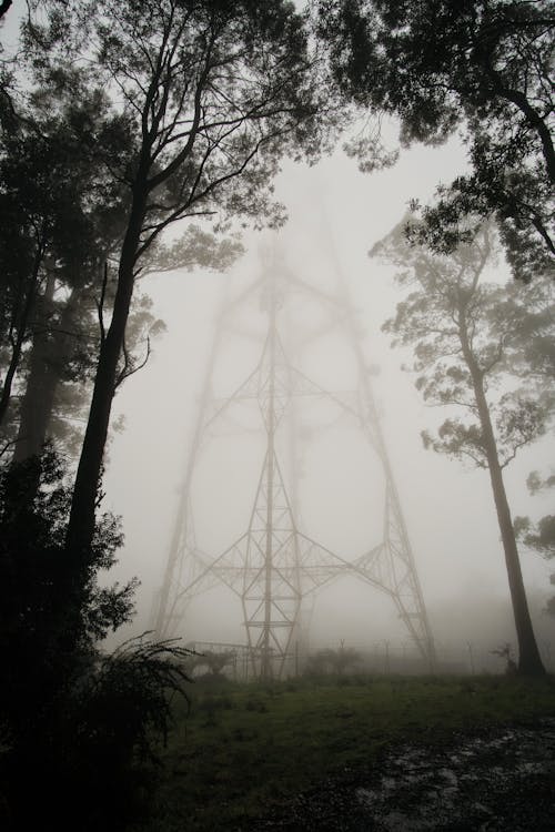 Foto profissional grátis de árvores, enevoado, estação de tv