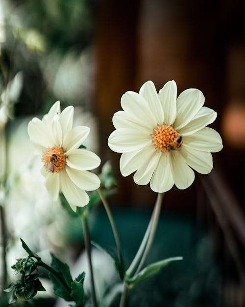 White Flowers in Bloom