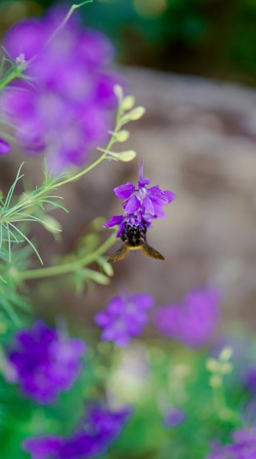 Free Purple Flower With Brown and Black Bee Stock Photo