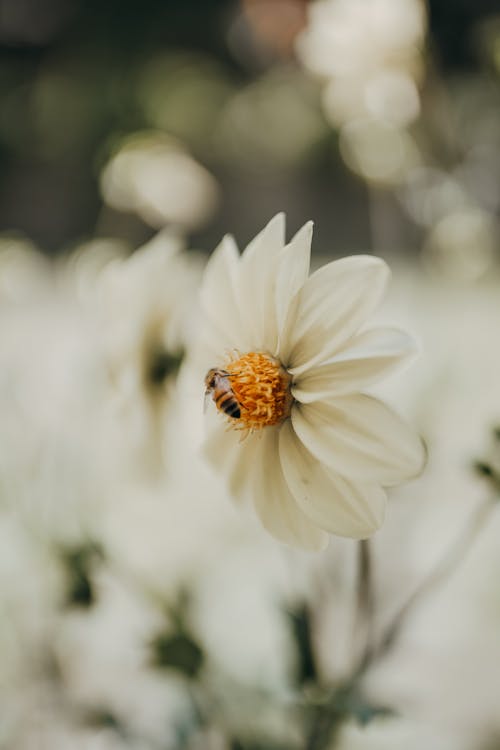 Bee on White Flower