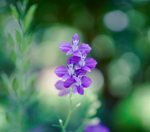 Purple Flowers in Close Up Photography