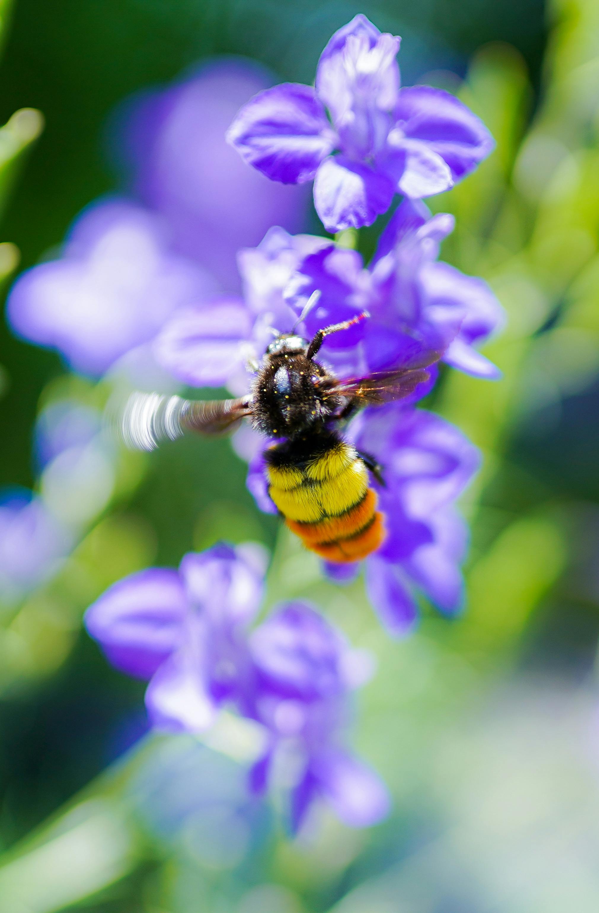 Bee on Purple Flower · Free Stock Photo, image size:2021x3079