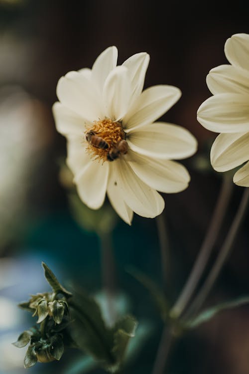 Kostnadsfri bild av bin, blomfotografi, flora