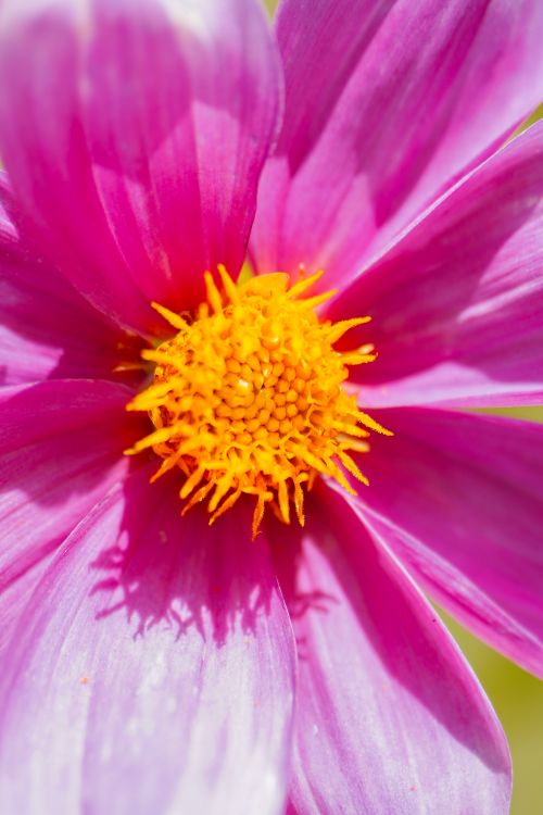 Free Captivating close-up of a vibrant pink cosmos flower showcasing its yellow stamen in full bloom. Stock Photo