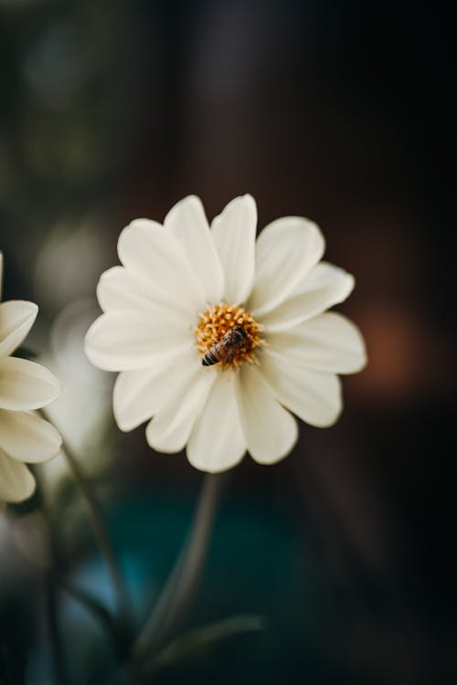 Free Bee on White Flower Stock Photo
