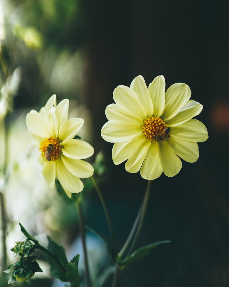 Bees On Flowers