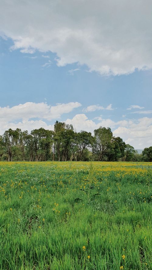 Free Vibrant green field with scattered yellow flowers beneath a picturesque cloudy sky. Stock Photo
