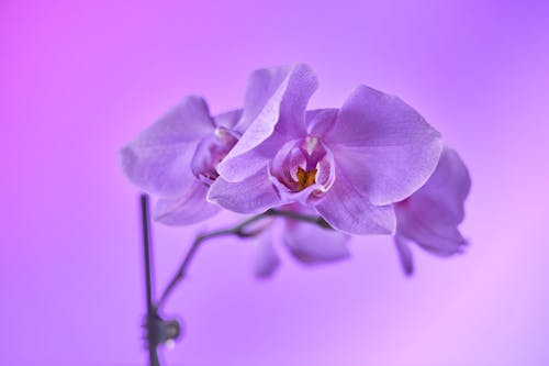 Free Purple Moth Orchids in Bloom Stock Photo
