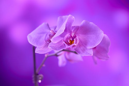 Close-up Shot of a Purple Flower