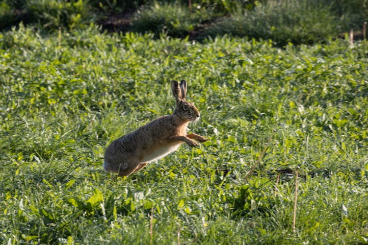 Photo Of A Rabbit Hopping