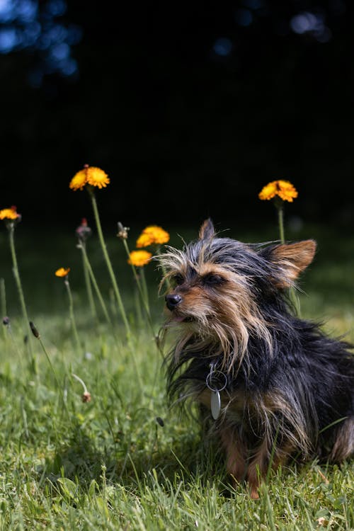 Chú Chó Chihuahua Yorkshire Ngồi Giữa Những Bông Hoa Cáo Và đàn Con Trên Bãi Cỏ