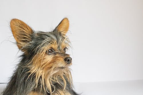 Bezpłatne Darmowe zdjęcie z galerii z fotografia zwierzęcia, futrzany, pies Zdjęcie z galerii