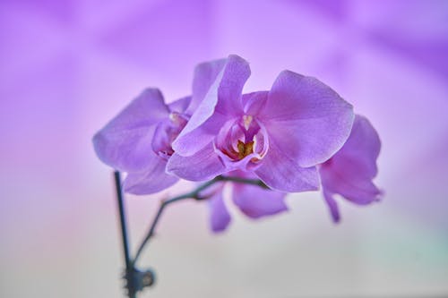 Free Purple Moth Orchid in Bloom in Close Up Photography Stock Photo