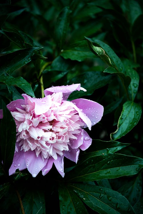 Free stock photo of after rain, beautiful nature, dew Stock Photo