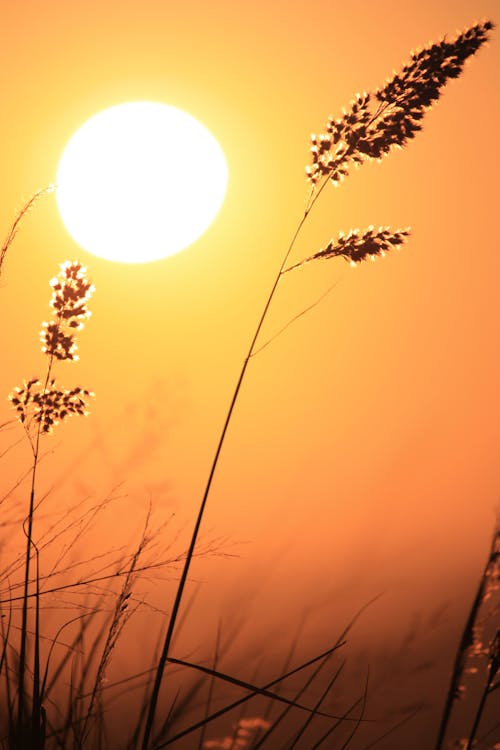 Foto d'estoc gratuïta de alba, herba, mare naturalesa