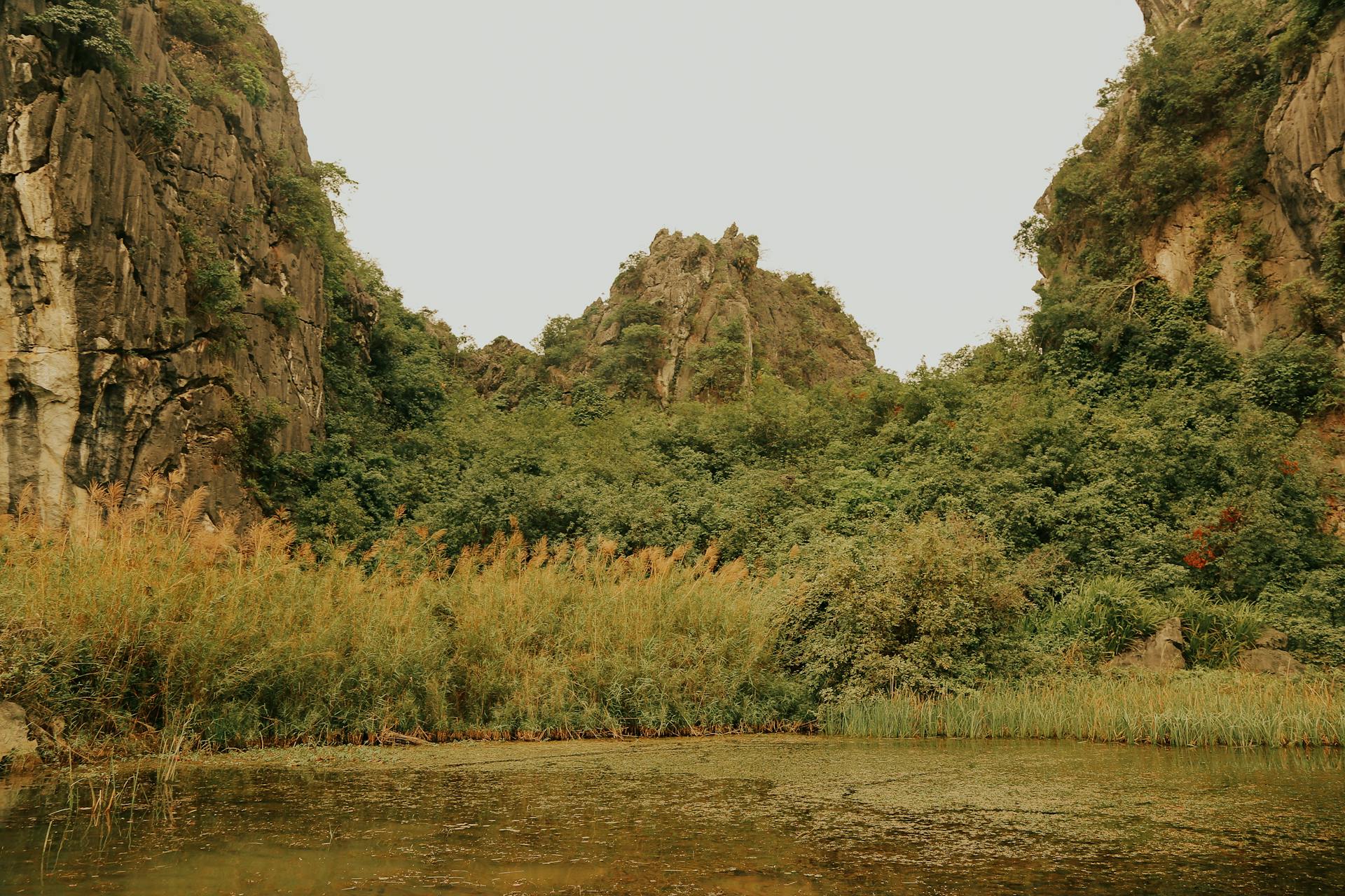 Mountain Surrounded with Plants