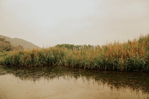 Reeds by a Riverside