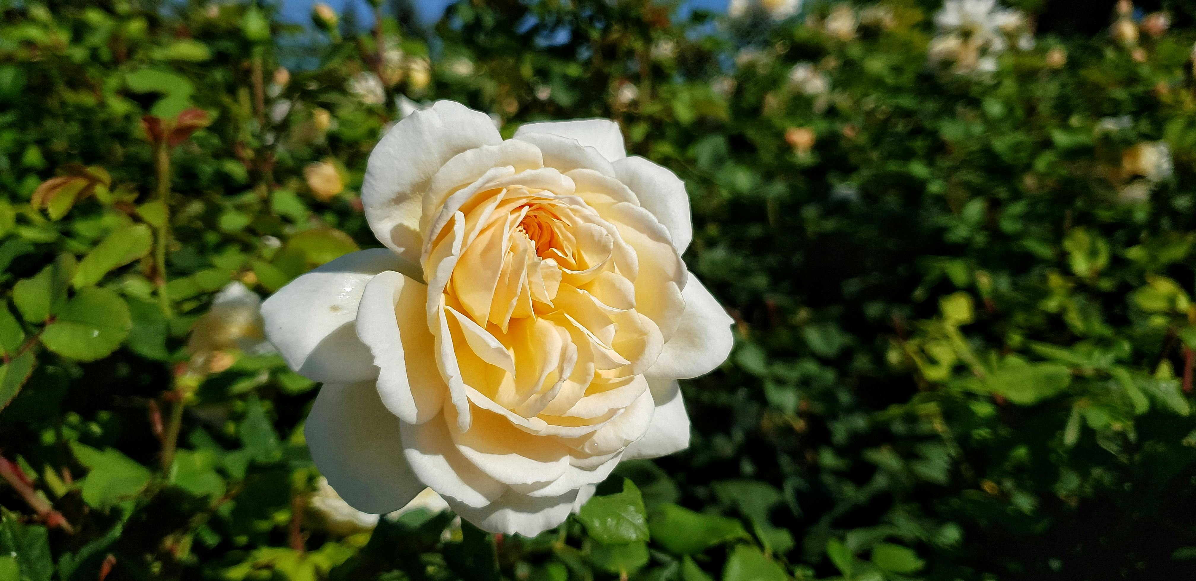 Free stock photo of rose, white rose