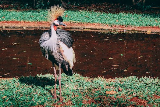 Gray and White Bird Standing Beside Calm Water