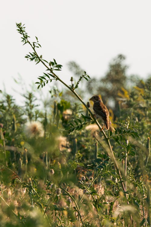 A Brown Bird Perched on Stem